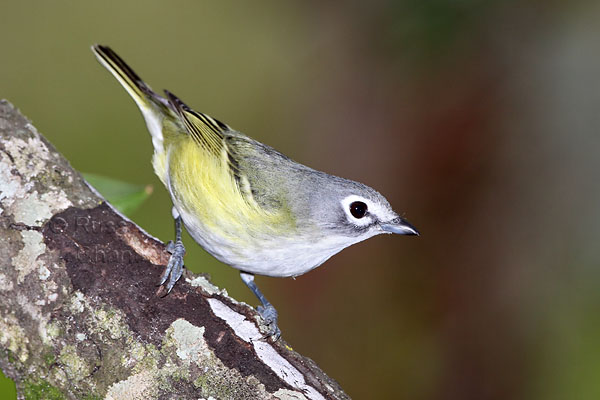 Blue-headed Vireo © Russ Chantler